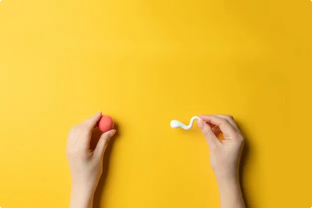 Hands holding sperm and egg symbols